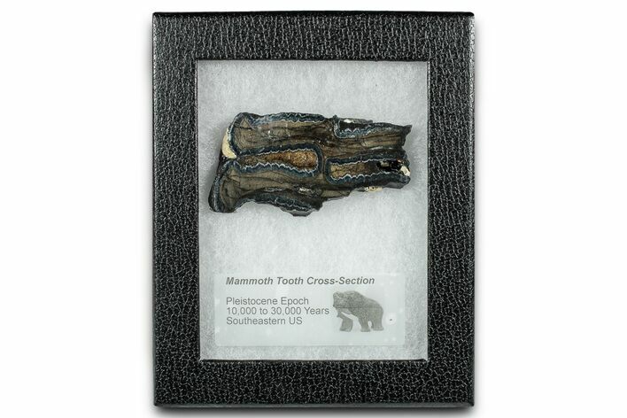 Mammoth Molar Slice With Case - South Carolina #335112